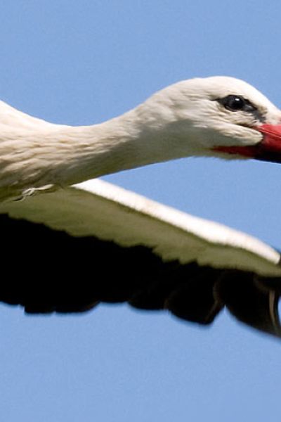 Mehr Störche in Niedersachsen und Bremen