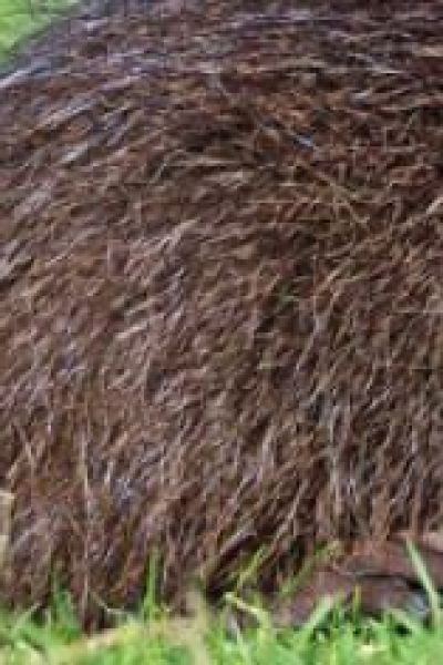 Landkreis will Nutria Jagd unterstützen