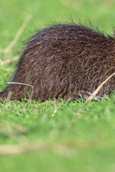 Bekämpfung der Nutria