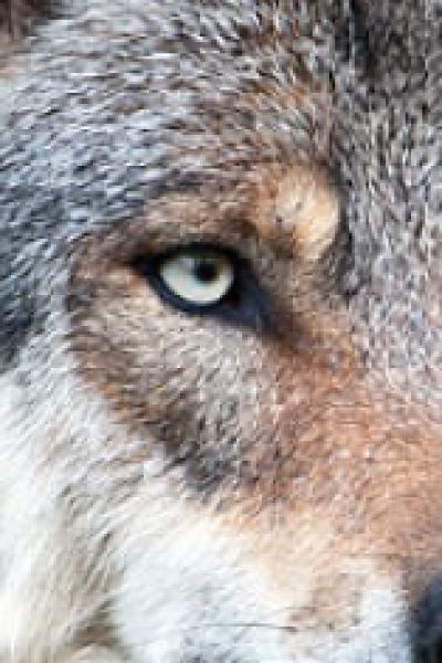 Wolf im Raum Friedeburg darf geschossen werden