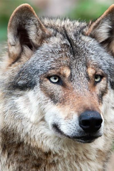 EU lehnt Jagd auf Wölfe ab