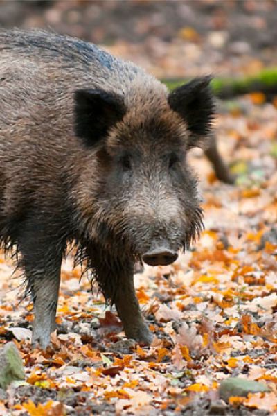 Keine Wildschweine mehr im Voslapper Groden-Süd