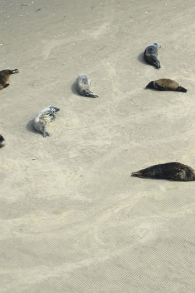 Anzahl der Kegelrobben stabil