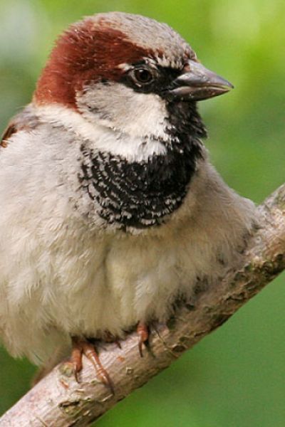 Weniger Vogelarten gezählt