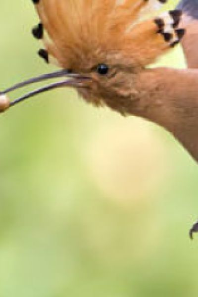 Wettbewerb für Sander Umweltpreis gestartet