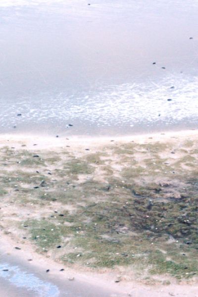 Kegelrobbenpopulation in Nordsee wächst