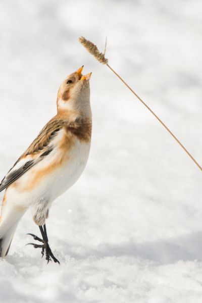 Zugvogeltage-Programm online