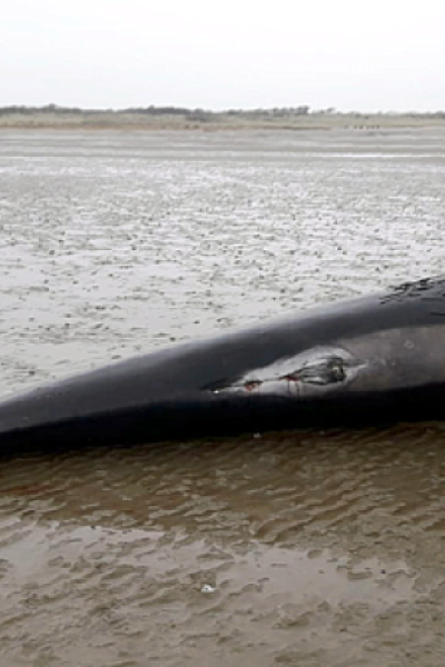 Drei tote Grindwale an der Nordseeküste gefunden