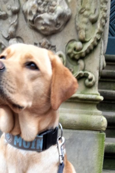 Anleinpflicht für Hunde startet