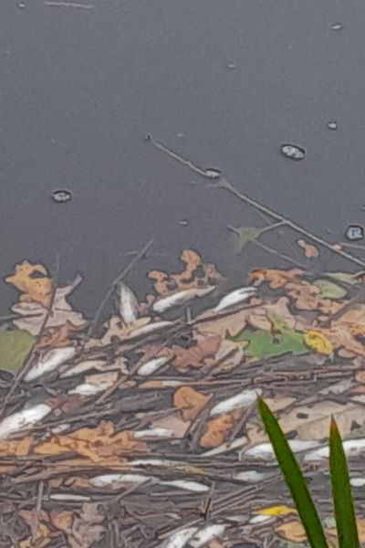 Fischsterben in Wittmund