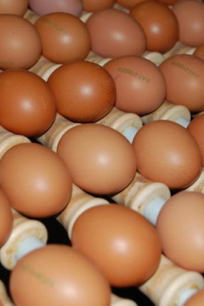 Erneuter Fipronil Fund in Bio-Eiern