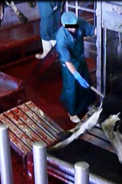 Oldenburger Schlachthof wird stillgelegt