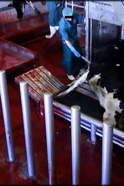 Ministerin will Kamerapflicht in Schlachthöfen