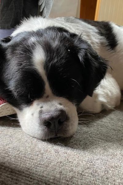 Ministerium gibt Tipps für Tierschutz in der Hitze