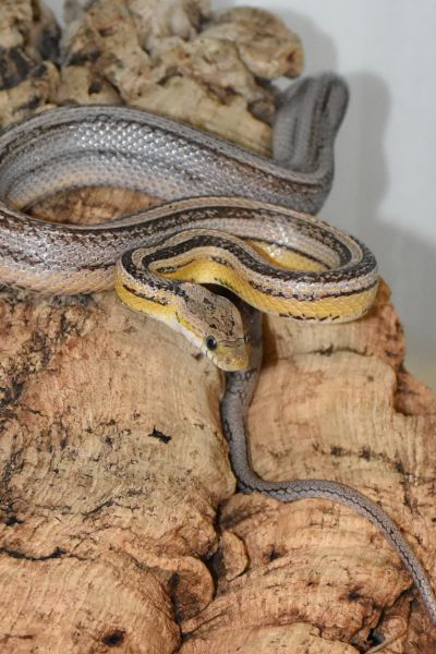 NLWKN warnt vor überlasteten Tierbetreuungsstationen