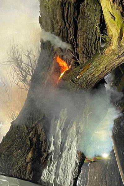 Baum gerät in Wilhelmshaven in Brand