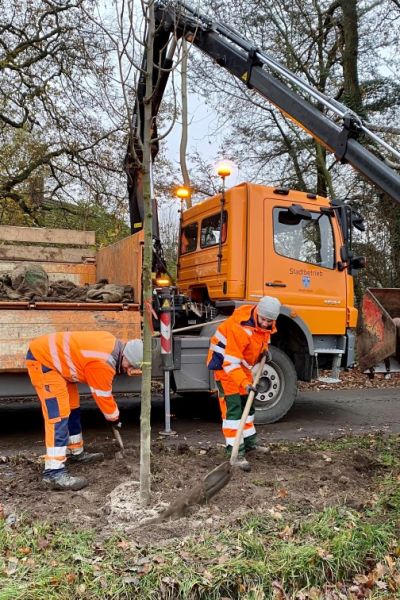 133 Bäume in Varel gepflanzt