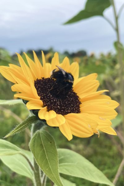 Niedersachsen droht großes Insektensterben