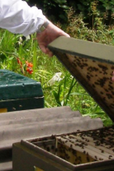 Honigdiebstahl in Bockhorn