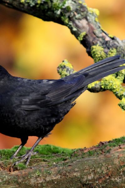 Weniger Vogelbeobachtungen im Oldenburger Land