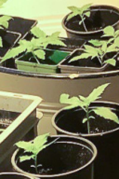 Mehr als 20 Anträge für Cannabis-Anbau in Niedersachsen