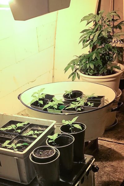 Zoll hebt Cannabisplantage aus