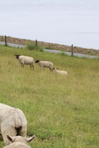 Ostfriesische Landschaft zeichnet aus