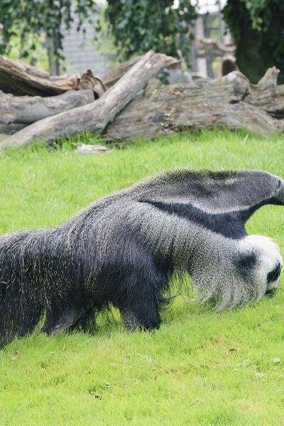 Ameisenbären im Jaderpark