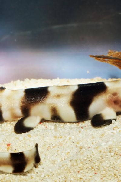 Wilhelmshaven: Hai-Sensation im Aquarium