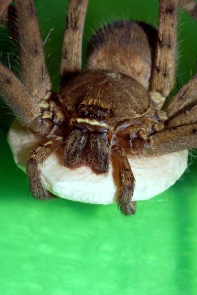 Spinne aus Supermarkt in Varel eingefangen