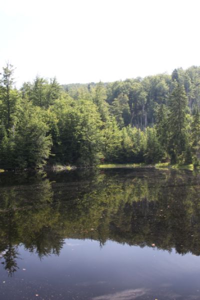 Ab heute Rauchverbot in Wäldern