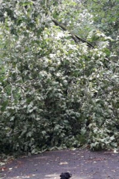 Stadt Wilhelmshaven rät vom Betreten der Parkanlagen ab