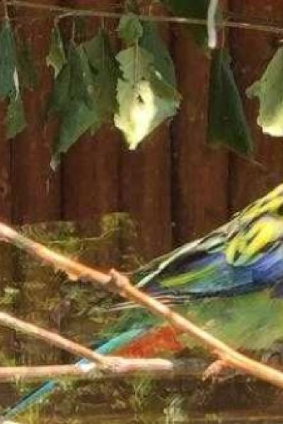 Jaderpark gibt Entwarnung nach Vogelgrippe-Vorfall