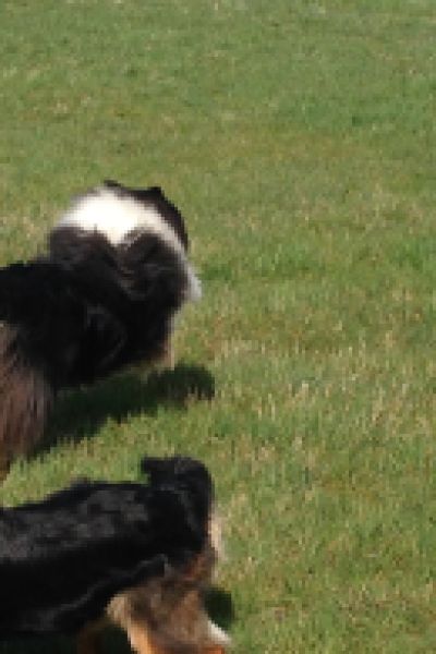 Hundefreilauffläche für Jever