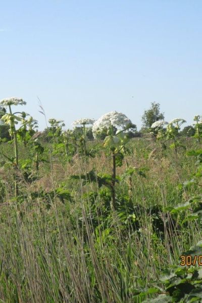 Behörden warnen vor Riesen-Bärenklau
