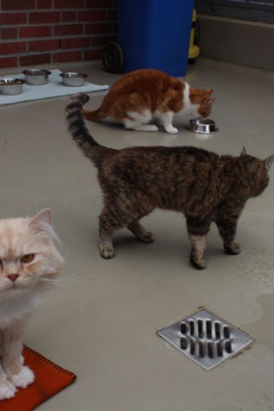 Rund 200.000 Straßenkatzen in Niedersachsen