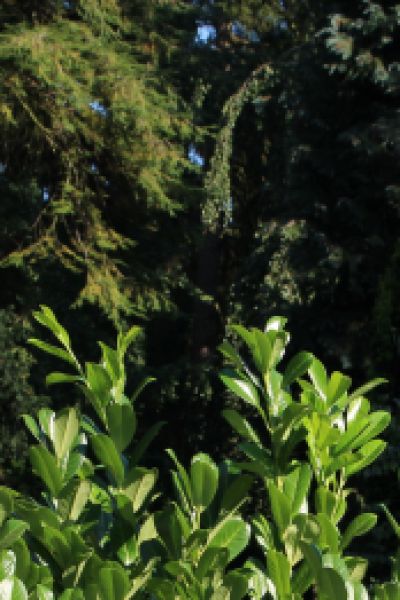 Friedhofsgebühren in Wilhelmshaven steigen