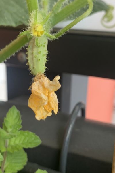 Einbruchserie in Jever