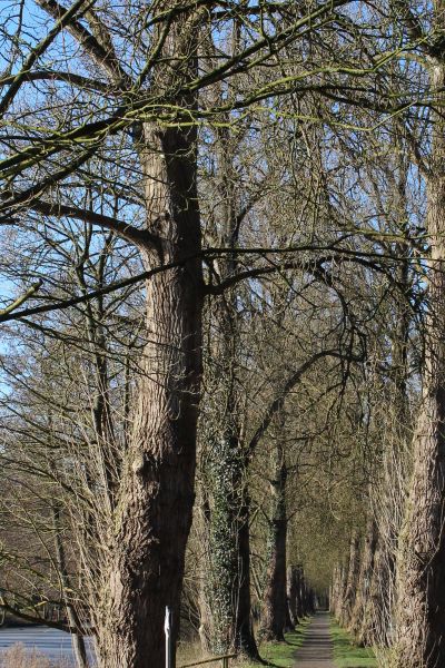 Brücke im Stadtpark wird erneuert