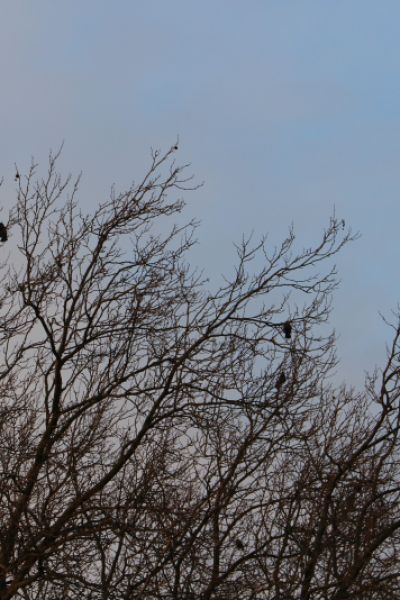 Anmeldung zur Ast- und Strauchsammlung in Friesland