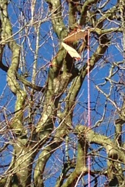 Wilhelmshaven/Jever/Sanderbusch: Lösungsansätze für Saatkrähenproblem