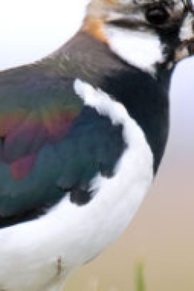 Stunde der Gartenvögel steht an