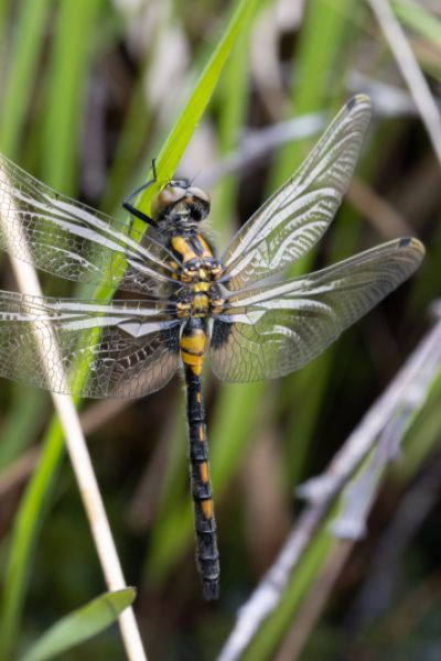 Libellen in der Region werden erfasst