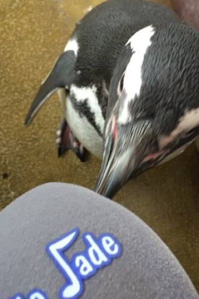 Neuer Pinguin im Aquarium