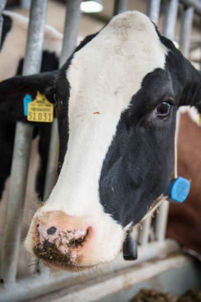 Milchbauern schöpfen Hoffnung