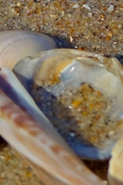 Norden: Seehundstation zufrieden mit 2015