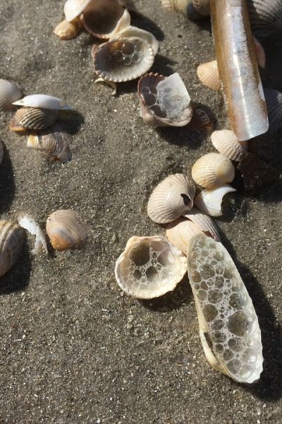 Laves warnt vor Muschelverzehr