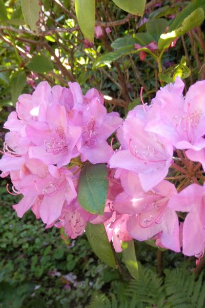 Wilhelmshaven: Ehemaliger Botanischer Garten wird verkauft