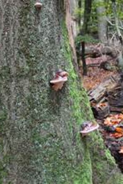 Befallene Buchen werden gefällt