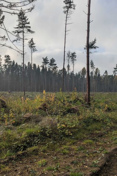 Mehr als 200 Waldbrände in Niedersachsen